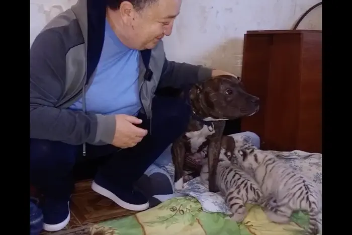 In the eco-park in Kharkiv, a dog has taken care of tiger cubs that were abandoned by their mother