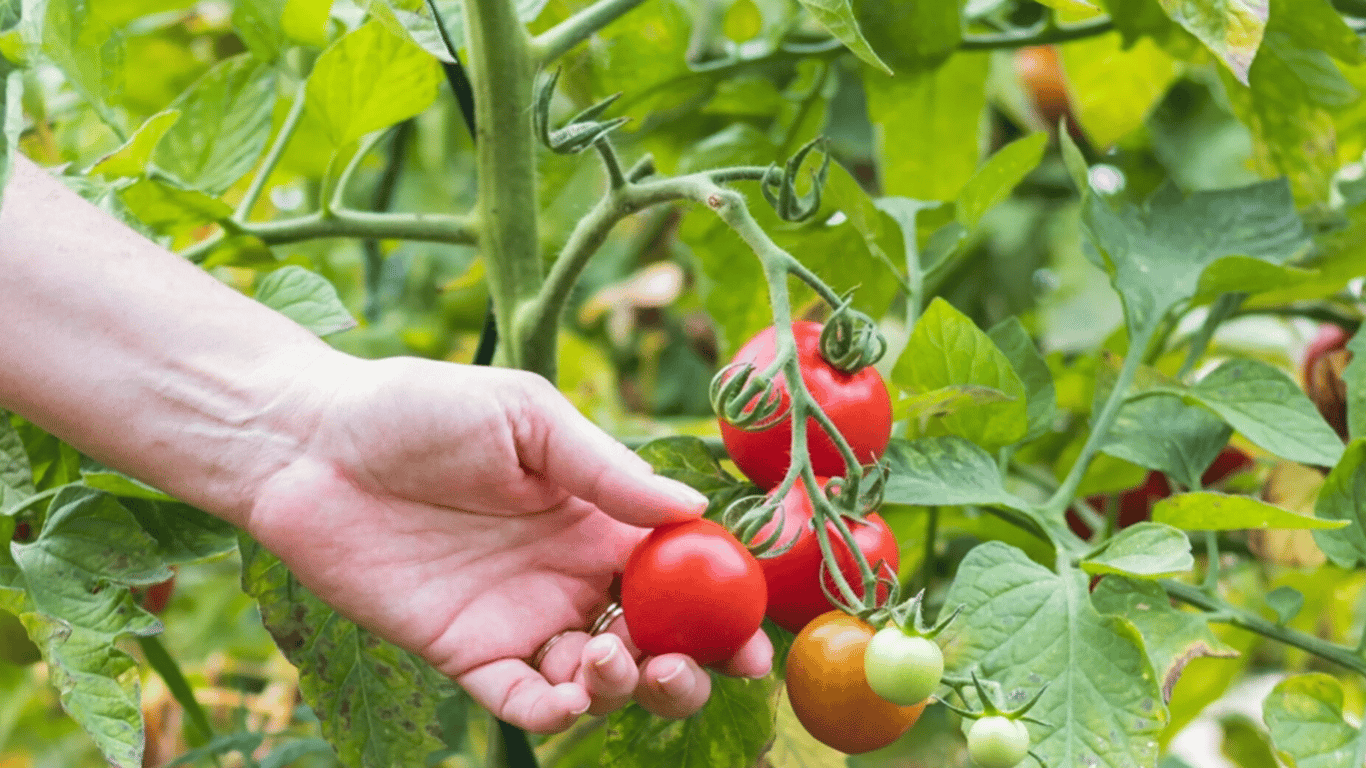It is essential to remove leaves from tomatoes - why, how and when