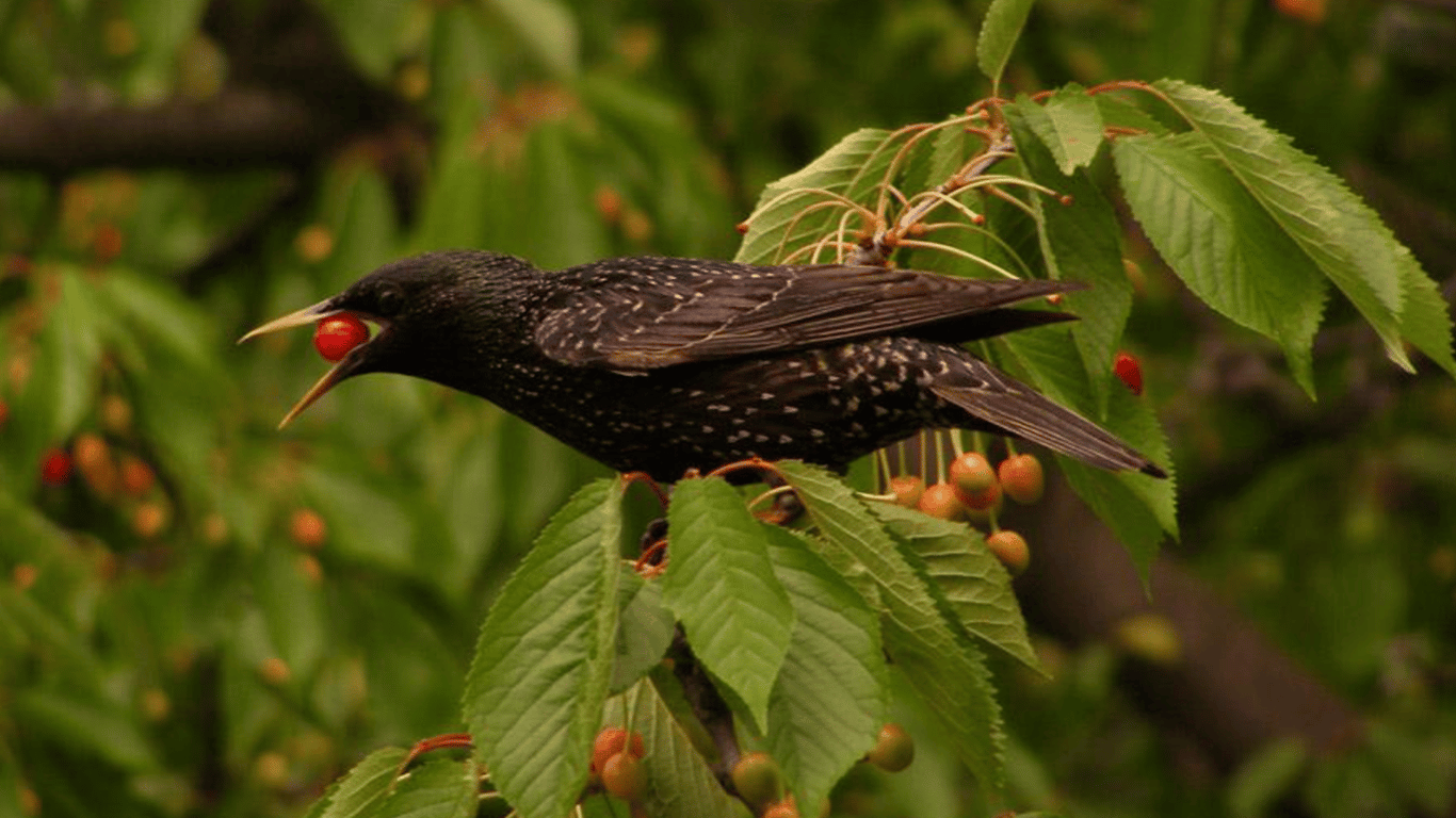 How to Get Rid of Starlings on Cherries and Save Your Harvest from Birds