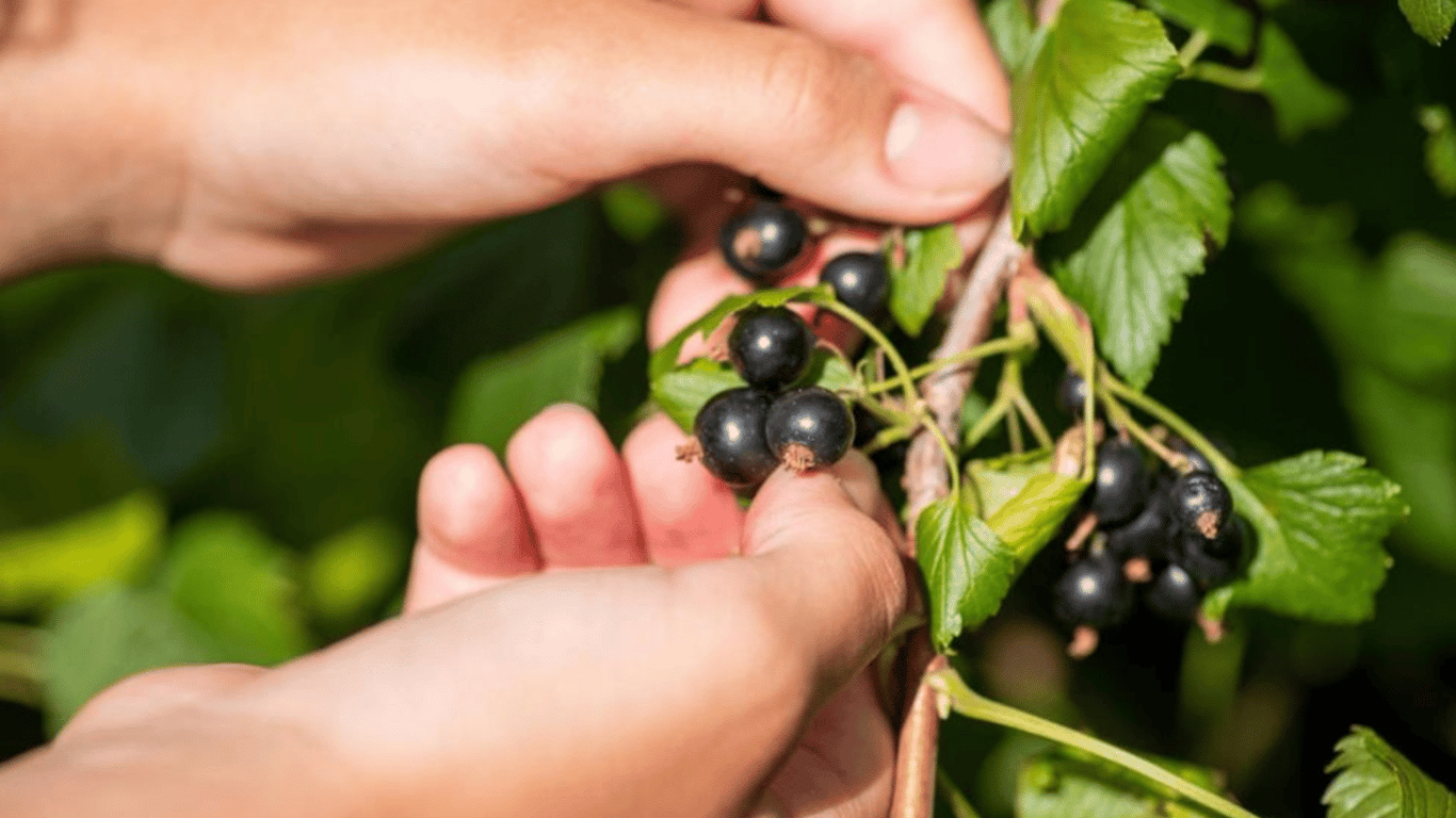 Wie man Johannisbeeren im Juli 2025 düngt, um eine reiche Ernte zu erzielen