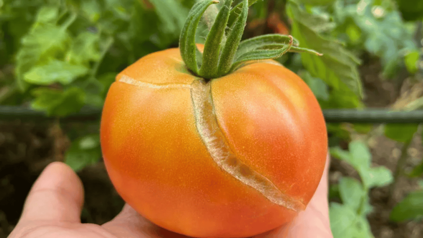 Tomatoes Ripen and Crack — Why and How to Save the Harvest in Time